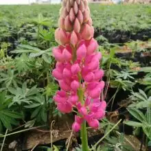 青州市卉源花卉苗木园艺场