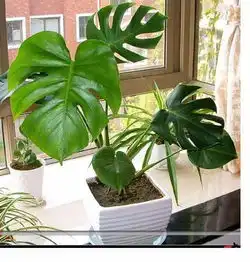 甲醛怎么去除绿植除甲醛和光触媒除甲醛那个管用