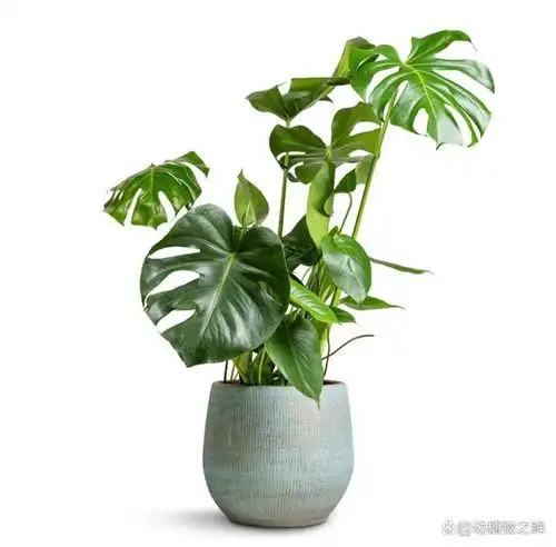 龟背竹的养殖方法,教你轻松养出健康绿植