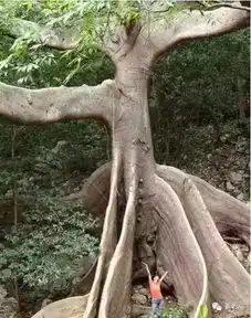 价值千万的怪树,你绝对没见过,太罕见了