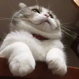 细数,猫的七宗罪...你们家主子中招了没