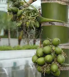 槟榔