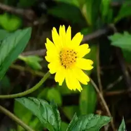 野菊花图片,野菊花图片大全
