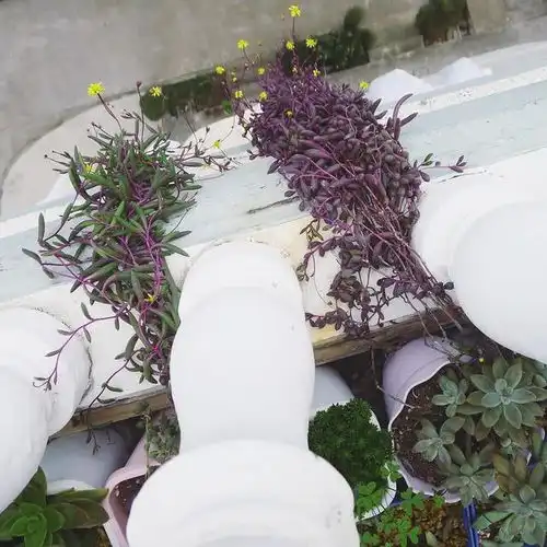 4种植物窗帘种在阳台,自动长爆盆最后1个堪称吸毒草,遮阳驱虫