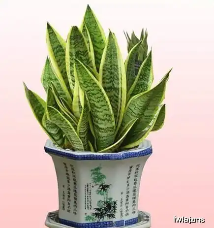 这6种花最省钱,掐个叶子就扦插,开出的花让阳台变花海