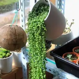 绿植知识垂吊海棠怎么种