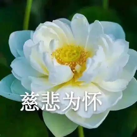 大家有没有关于花的头像或者背景图