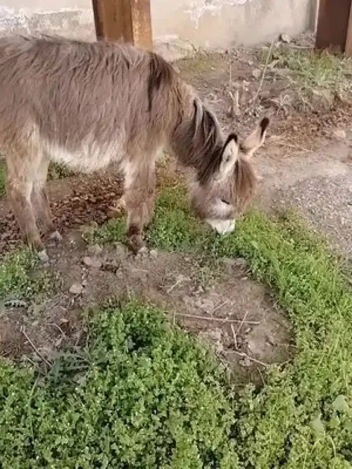 小毛驴小毛驴
