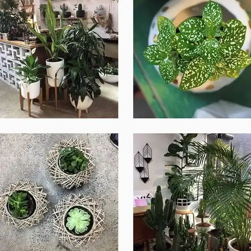 绿植控把家变成一个小森林吧
