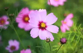 春风十里花开时刻