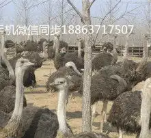 黄页88高清图片