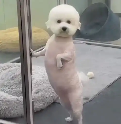 小哥送狗子去宠物店剪毛,让女朋友去接,结果哈哈哈哈