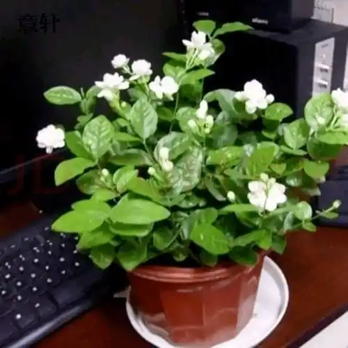 能吃的花,味道独特,吃一口满口留香