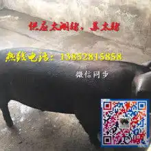 江苏瑶华黑猪养殖场