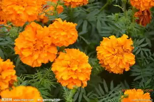山东孔雀草,孔雀草价格铭凯花卉,山东孔雀草,孔雀草价格铭凯花卉生产厂家,山东孔雀草,孔雀草价格铭凯花卉价格