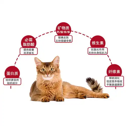 皇家猫粮营养成猫粮包邮f32理想体态2kg成猫猫粮成猫猫食猫咪主粮