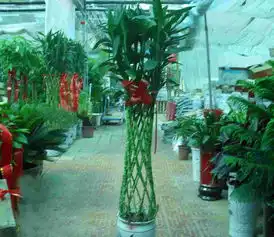 这盆花怎么用proe画呢急求啊