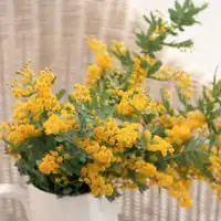 微信头像花朵,室内花卉植物图片大全