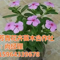 青州市芳青花卉苗木专业合作社