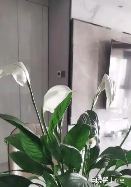 这4种植物,寓意不同,能招财,能吸财,放在客厅非常合适