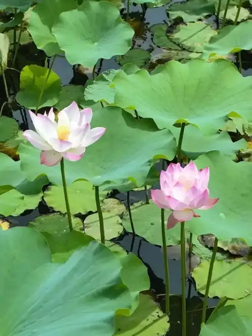 所有夏天的文案,抵不过满池荷花盛开,宝山赏荷正当时