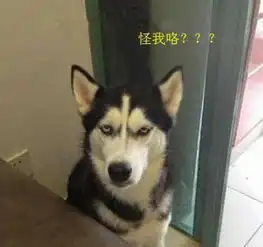 调皮二哈疯狂拆女友家,居然翻出这尴尬东西,瞬间感觉被绿了