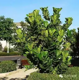 室内清秀绿植琴叶榕养护介绍