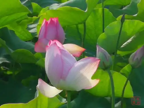 视图丨赏花正当时邛海湿地荷花次第开