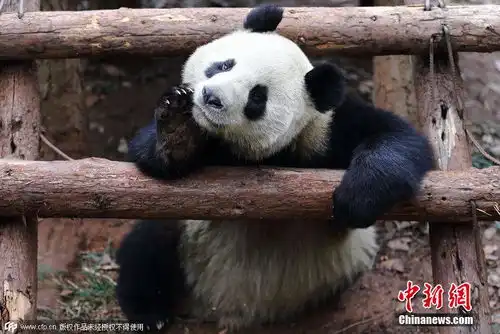 大熊猫呆萌打坐萌翻全场高清组图