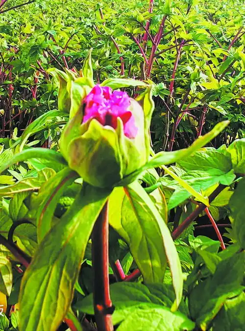 菏泽催花牡丹量价齐涨闯市场