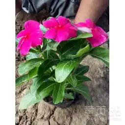 绿化苗木草花供应青州源发花卉苗木合作社-黄页88网