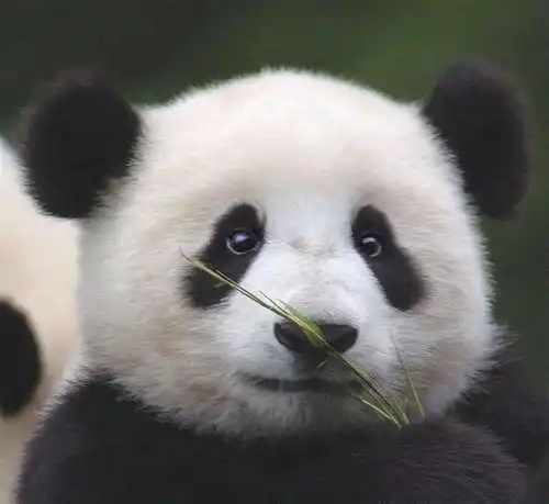 测试一个超长简介的文章