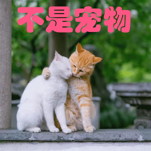 谁是最萌宠物债市猫狗大战闪亮落幕