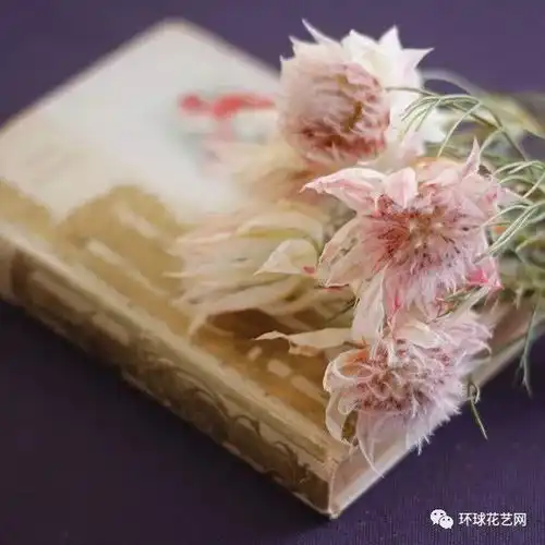 成都插花喜欢我,就给我一个好看