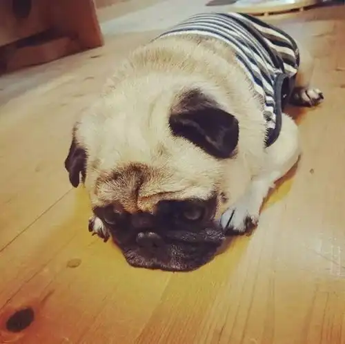 一只似乎怎么也开心不起来的狗子,它咋了