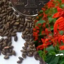 青州市万旭花卉苗木专业合作社