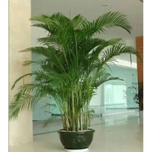 十堰博美欣悦园艺大型植物租赁公司-黄页88网