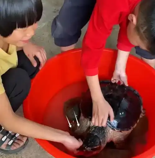 广东女孩被鳄龟咬住手,家长猛灌鳄龟白酒,网友不能直接剁头