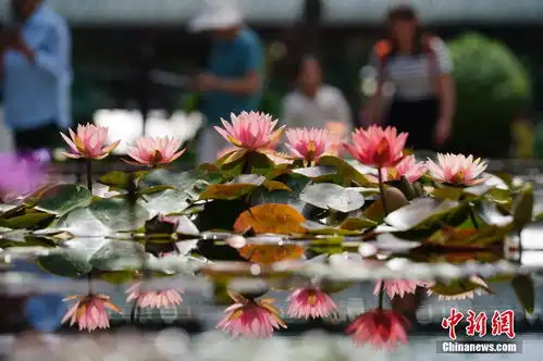云南昆明荷花盛开吸引游人