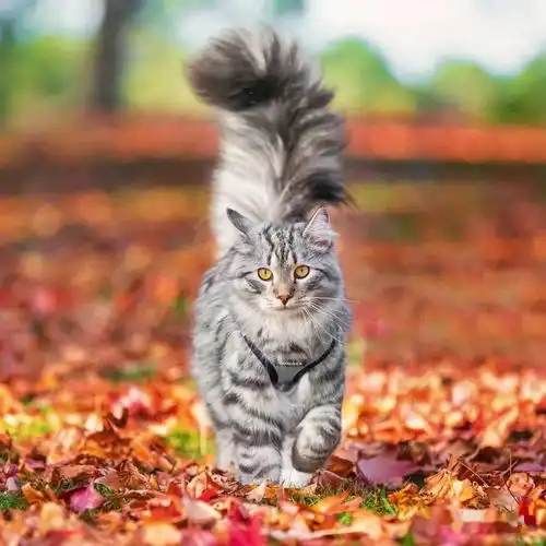 大尾巴西伯利亚森林猫,可萌可霸气,简直是行走的鸡毛掸子啊