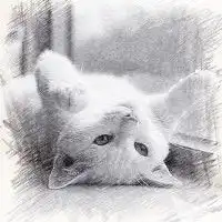 合成素描猫咪微信头像特别形式的猫咪