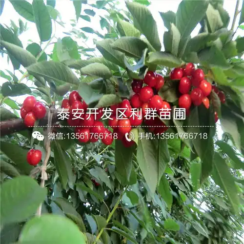 5公分实生樱桃苗价格-黄页88网