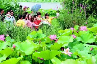 荷花盛开沙湖公园