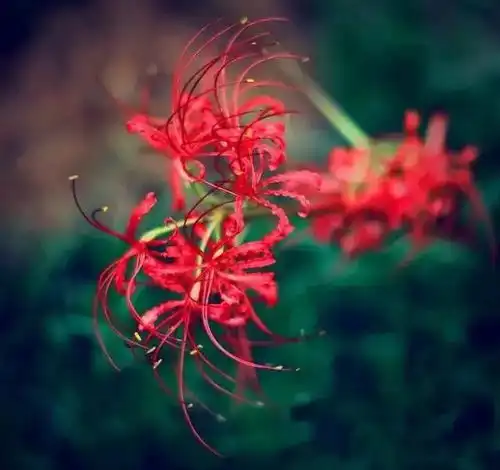 花一派丨今天来说说香蜜沉沉烬如霜里的那些花儿吧