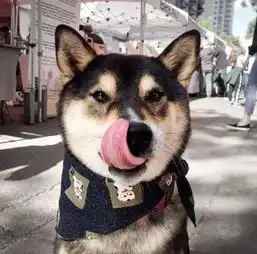 你家狗子还在拆家的时候,别人家狗子已经赚到狗生第一桶金了