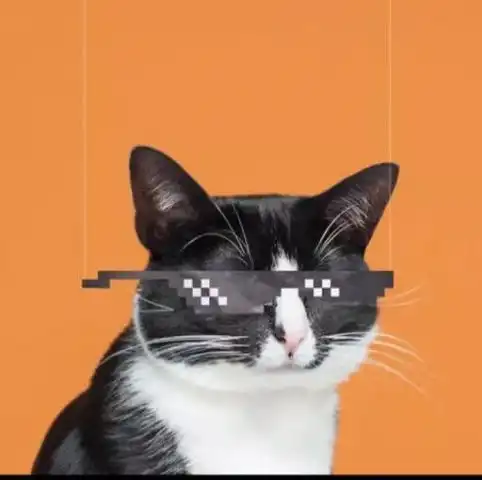 一根激光笔看穿猫和狗的区别,一个身手敏捷,一个地主家傻儿子