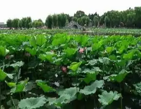 长春多家公园荷花盛开大家赏花要趁早