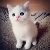 萌萌哒的可爱小猫咪头像微信头像图片大全