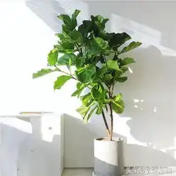 8种四季常青的大型绿植盆栽,理想家居好帮手