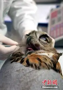 沈阳一宠物医院为骨折猫头鹰做手术高清组图